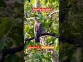 #jungle #wildlife #forest #safari