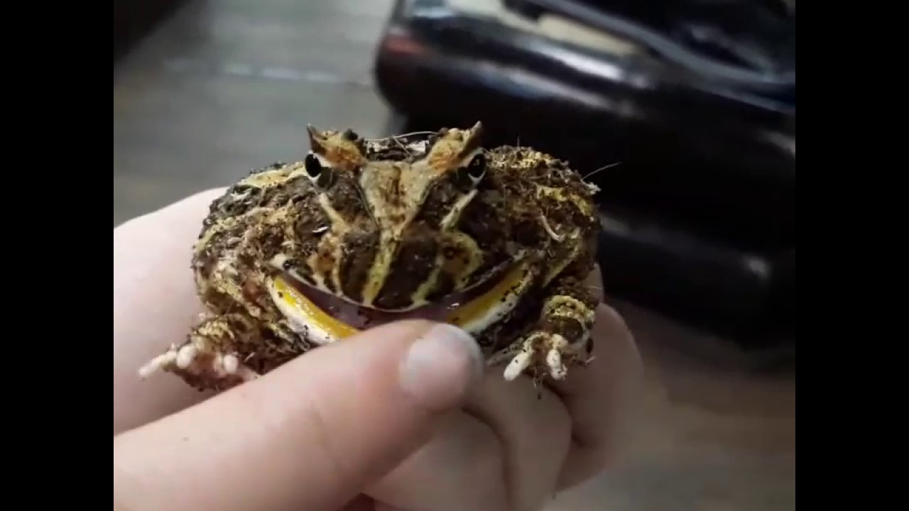 Машина лягушка фото