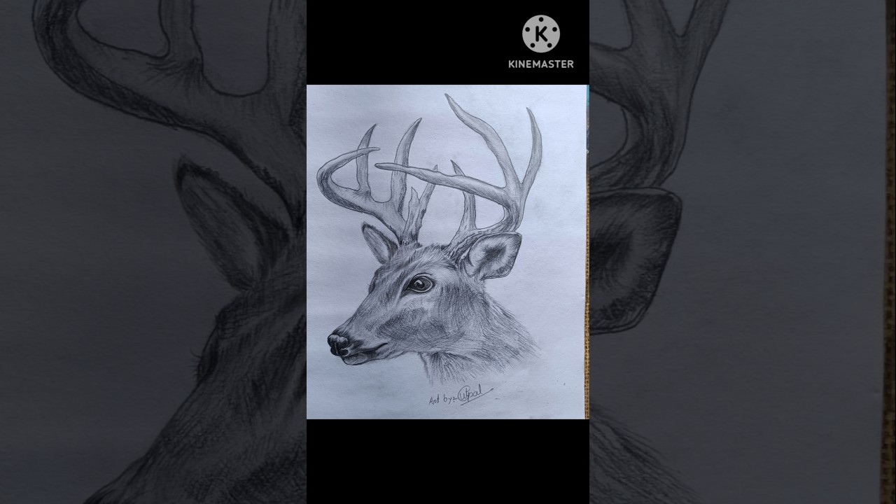 White tailed deer 🦌