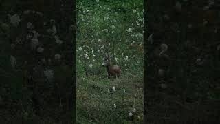 Capriolo sotto la pioggia        shortvideo wildlife capriolo roedeer short shorts