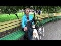 СОБАКИ ПОРОДЫ УИППЕТ / WHIPPET