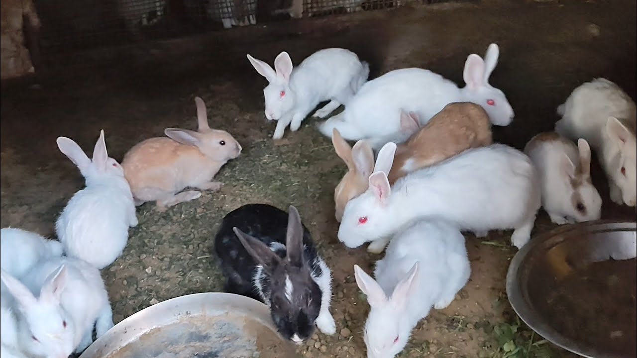 Rabbit ki video wahite rabbit 🐇 ki video wild 