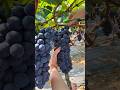 "Grape Fruit Pruning 🍇 | How to Get More &amp; Better Grapes!" #fruit #grape #satisfying #pruning