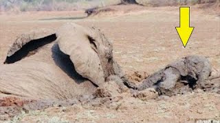 Слониха со слонёнком тонули в грязи, казалось их жизни конец, но то что произошло дальше, невероятно