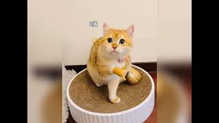 Funny kitten #cat #cute #funny