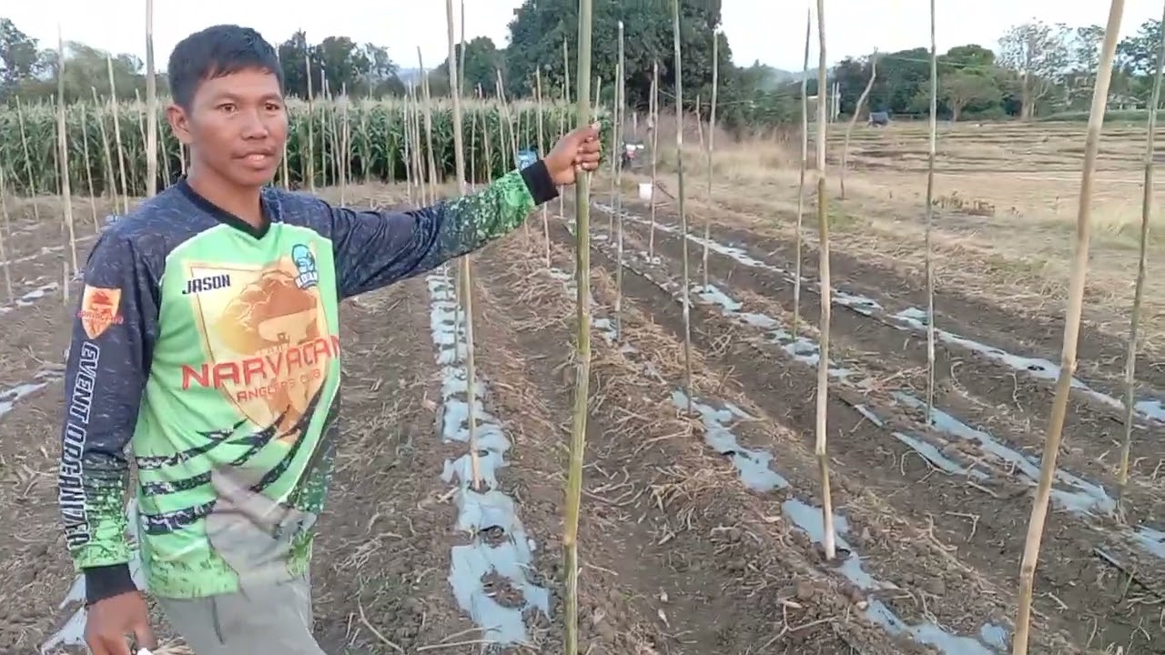 paano magtanim Ng sitaw,at paraan bago at pagkatapos magtanim.