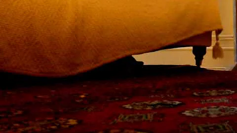 Watch the video about Egyptian Mau kittens at play