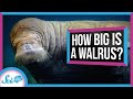 Why You Don't Really Know the Size of a Walrus