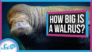 Why You Don't Really Know the Size of a Walrus