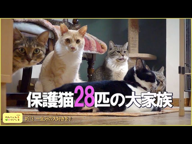 Dog and Cat Plus Kagoshima🐾] A large family of 28 rescued cats