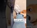 يعني ليش هيك رابط اكسبلور اغاني الاردن تحدي السعودية سوريا لبنان تركيا دبي 