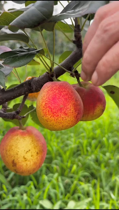 Pear || Nashpati fruit harvesting #satisfying #fruit #shorts