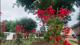 Flower Garden Walk, A Calm and Colorful Escape