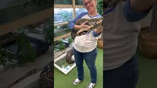 Peruvian red tail Profile