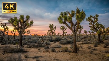 Joshua Tree Sunset Loop: Relaxing Piano & Sound Waves Time Lapse