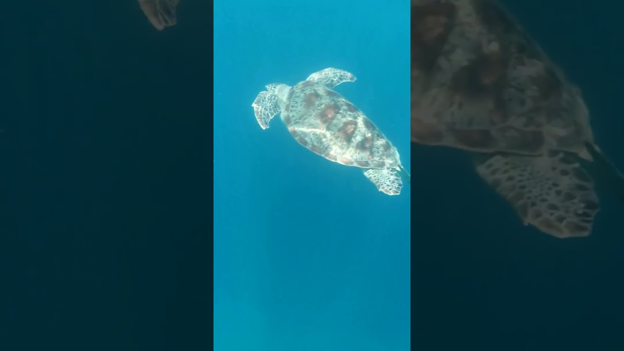 Amazing close-up experience with Bali sea turtle! 