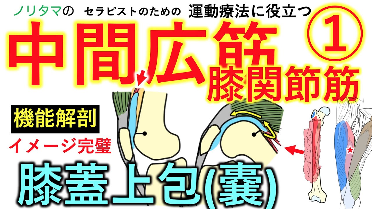 中間広筋・膝関節筋・膝蓋上嚢(包)の機能解剖