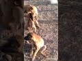 i love dogs ❤️❤️
