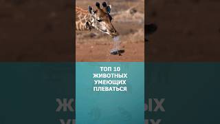 Топ 10 животных умеющих плеваться #необычныеживотные #топ10 #комарик #дикаяприрода #шортс #shorts