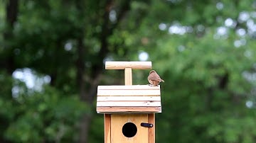 House Wren Removing Nesting Material from Bluebird Nest ~ 06/27/15
