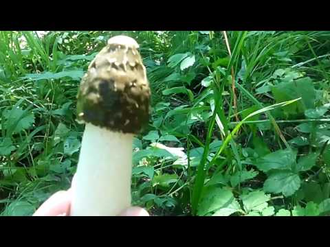 Как я нашел самый редкий и лечебный гриб