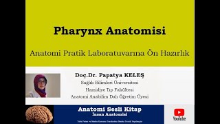 Maket – Pharynx Anatomisi