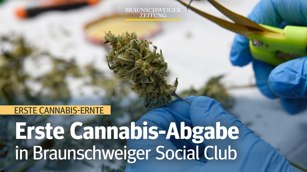 Cannabis-Ernte: Social Club gibt erstmals Gras an Mitglieder ab