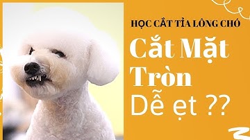 HỌC CẮT TỈA LÔNG CHÓ | Hướng Dẫn Cắt Mặt Tròn Cho Chó Poodle Từ A - Z