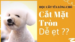 Grooming for dog | Instructions For Cutting Round Face For Poodle Dogs From A  Z