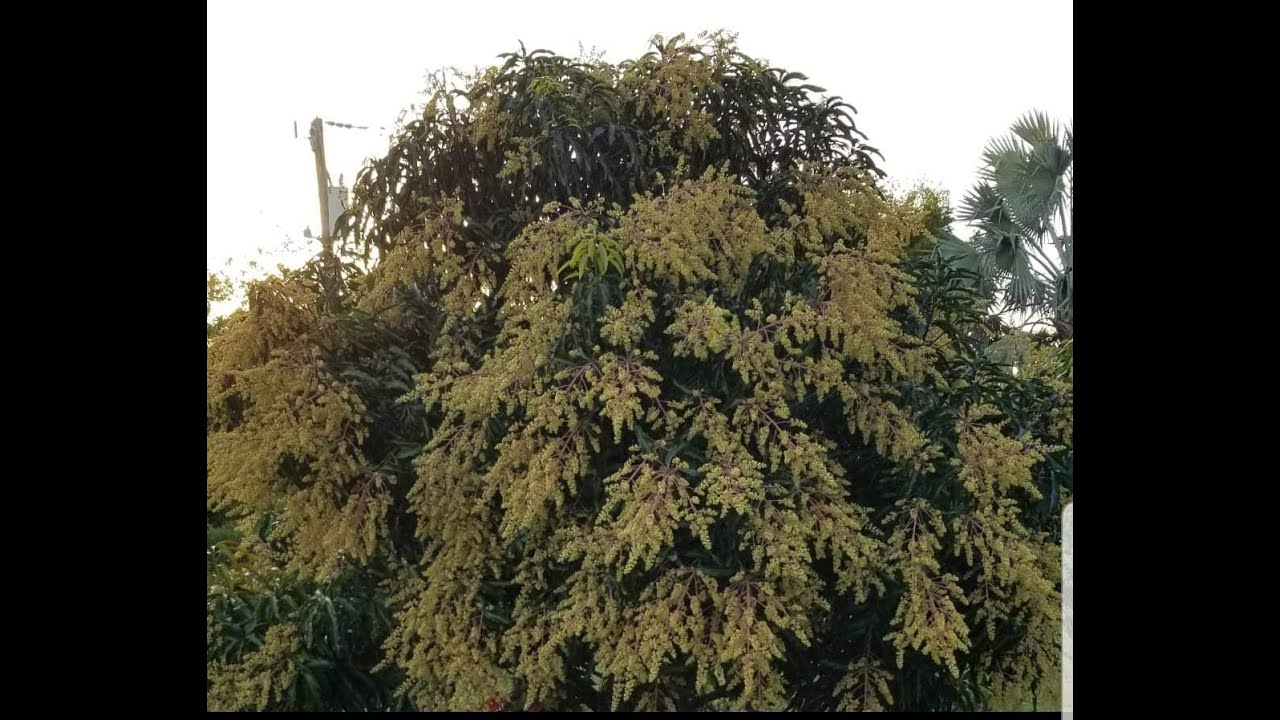 شرح دقيق  وعملي لأزألة التكتلات الزهرية في المانجو الكيت | عمر 15 سنة الجزء الاخير