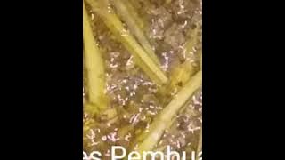 Proses Pembuatan Minyak Jahe Merah ala Ikha Ro Ja