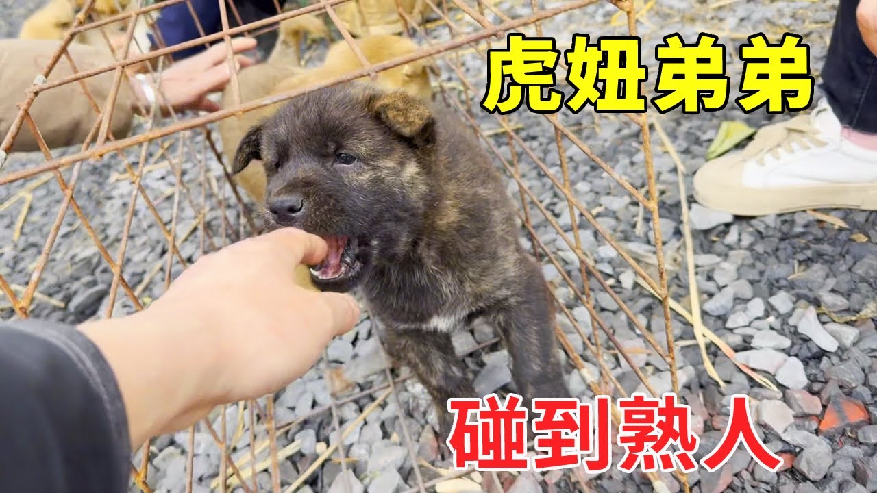 志刚赶集意外碰到老熟人，虎妞又添弟弟妹妹，还没满月却敢凶人，太厉害了！【乡野志刚】#Farm #tour