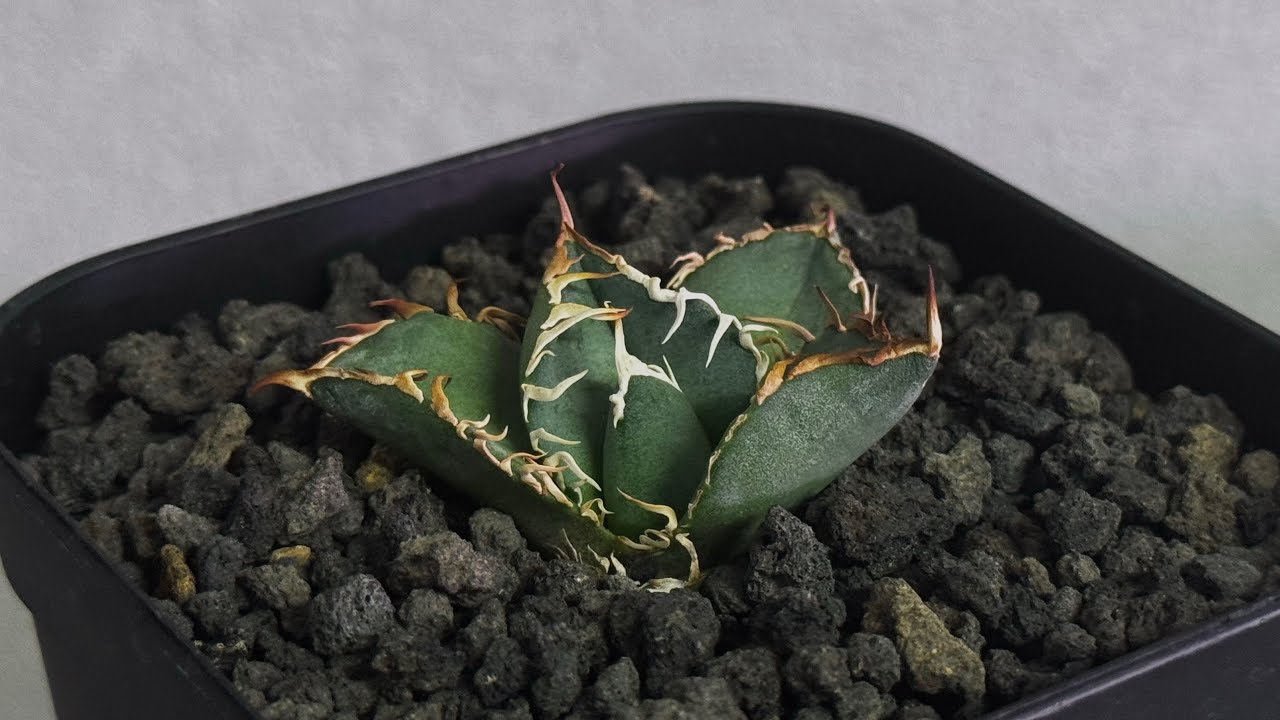 20251220 アガベ・チタノタ LQH_領主（芽）-003｜agave titanota lord