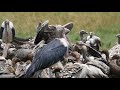 Masai mara Wildlife KENYA -raw footage
