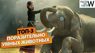 TOP 3 AMAZINGLY SMART ANIMALS |AN ELEPHANT DRAWING HONEYBOARDS A REFUGEER AND RAVEN AS A WILD BIRDS!