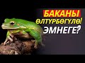 БАКАНЫ ӨЛТҮРБӨГҮЛӨ! ЭМНЕГЕ?