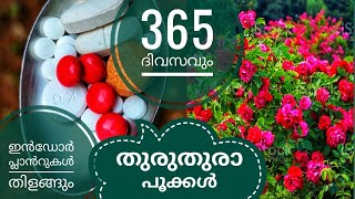 കാലാവധി കഴിഞ്ഞ ഗുളിക ഉണ്ടോ???? പൂക്കൾ കൊണ്ട് നിറയും | Plants Care Ideas screenshot 5