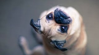 These Crazy Pugs Will Make You Laugh Non Stop | Funny Dog Videos