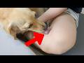 Owner playing with cute dog on new mat【Dachshund dog】