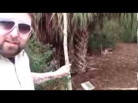TheDailyWoo - 552 (1/4/14) Former Palm Tree Placard