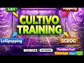 CULTIVO TRAINING!!! DIA 46 DE FLORA!!! CARENCIAS Y ENGORDE!!!!