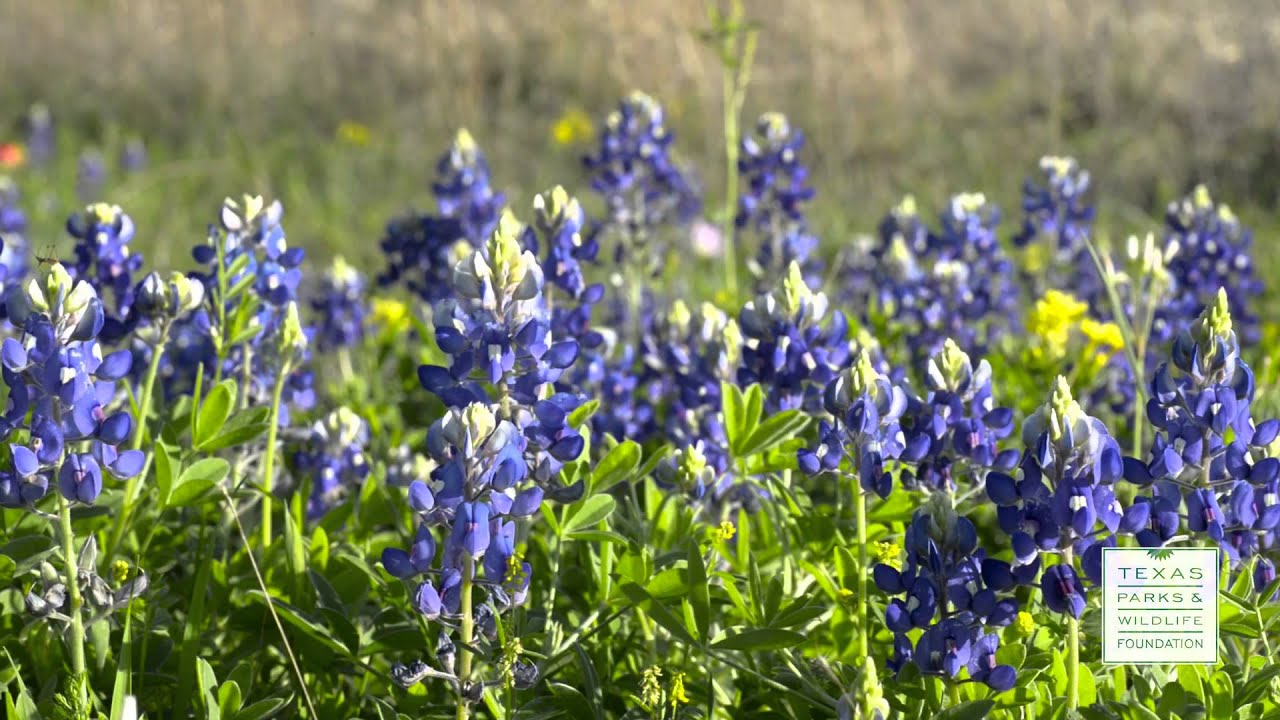 spring court paris Take: 30 for Nature: Texas Wildflowers