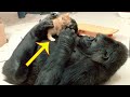 This Gorilla And The Kitten Give Us The Most Agreeable Bff Goals Ever!