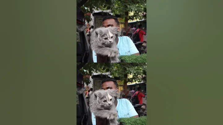 Video 11731851: persiancat persians, persiancat cat pets