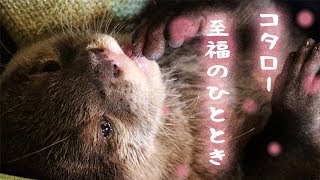 カワウソ コタロー　ドライヤーの風が気持ちよすぎて恍惚の境地に　Otter Kotaro is entranced