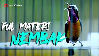 Download lagu Masteran Konin Gacor Full Nembak - Nembak Istimewa Super Tajem mp3