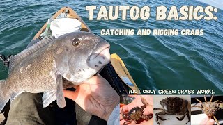 TAUTOG/BLACKFISH BASICS: TYPES OF BAIT CRAB &  HOW TO CATCH AND USE CRABS FOR BAIT!
