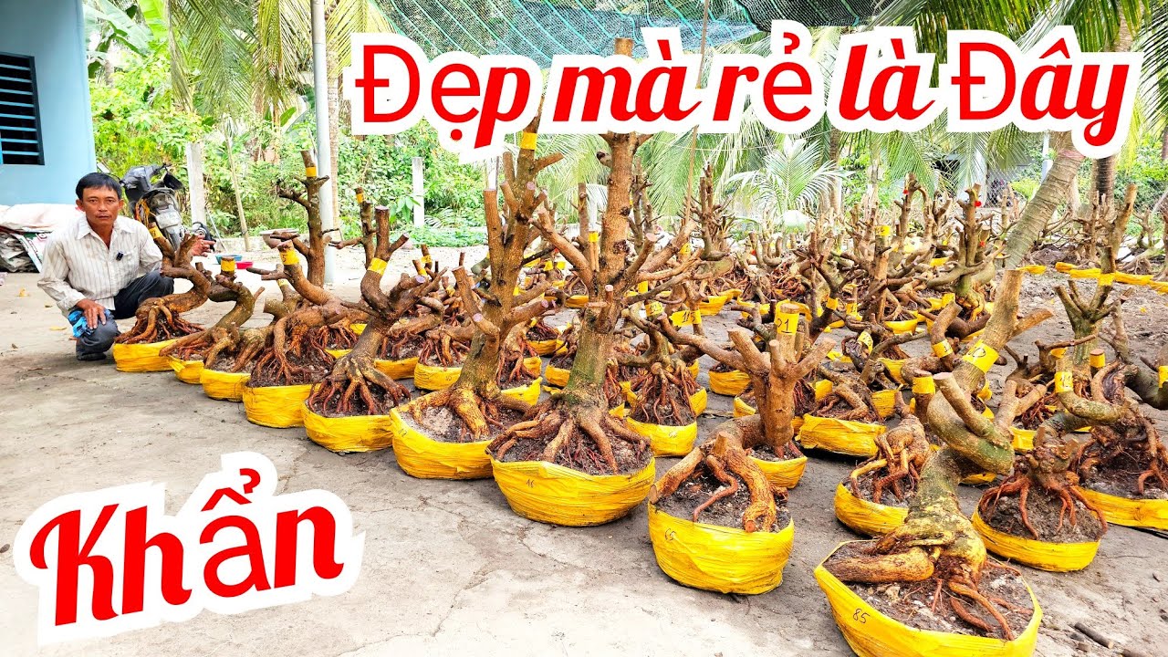 Anh Vũ 📲 0866173290 khui lô mai đế Vip giá rẻ mai Giảo Thủ Đức 6/3 (@MaivàngQuêdừa)