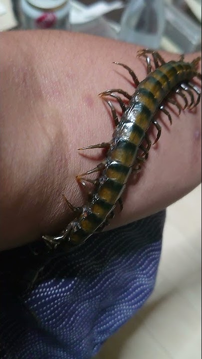 Scolopendra ベトナムオオムカデ ハンドリング Youtube