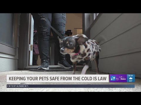Video: ZÁVĚSNÉ ZPRÁVY - Indianapolis nastavuje nový zákon, který zajistí domácí zvířata, aby se nedostali ven do studené